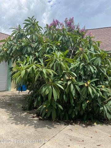 Beautiful Plumeria Tree by front door!