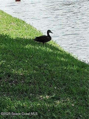 16 / 25 May I just say "quack"