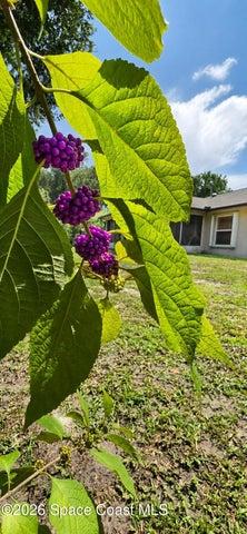 Pretty foliage