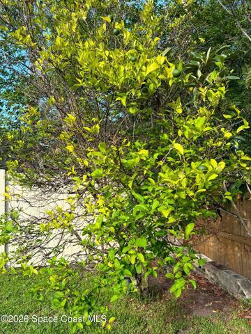 lemon tree