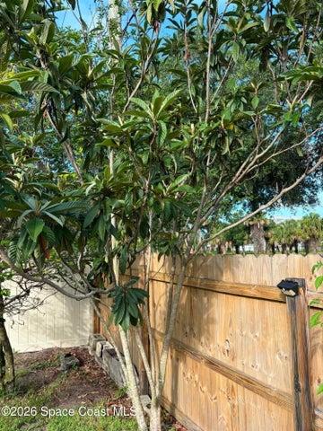mango tree