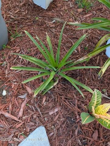 pineappple