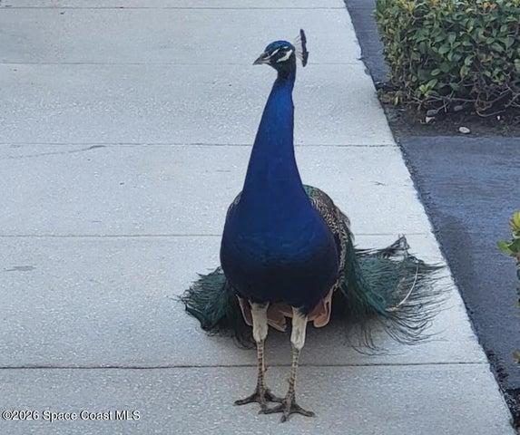 Local Resident