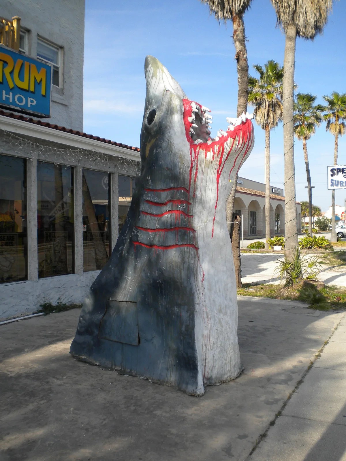 The shark statue outside Spectrum Surf Shop on Fifth Avenue, Indialantic