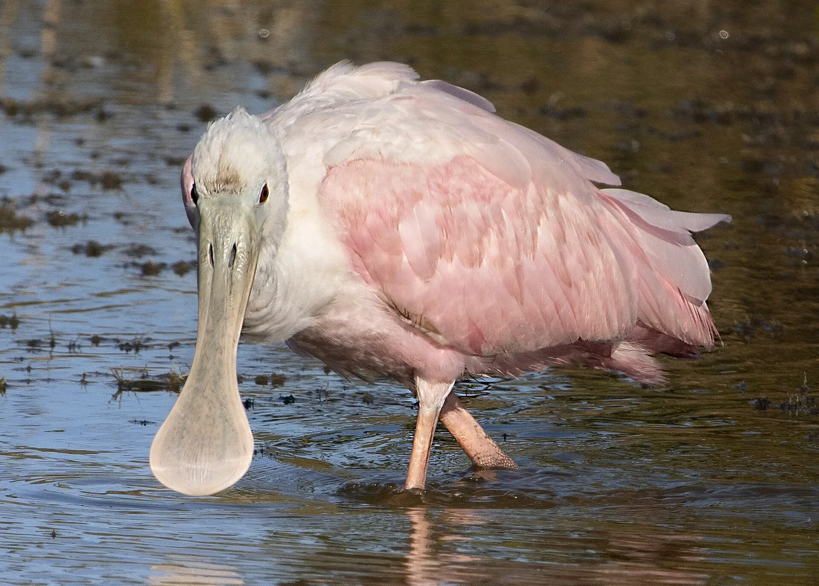 A roseate spoonbill wading in the Merritt Island National Wildlife Refuge