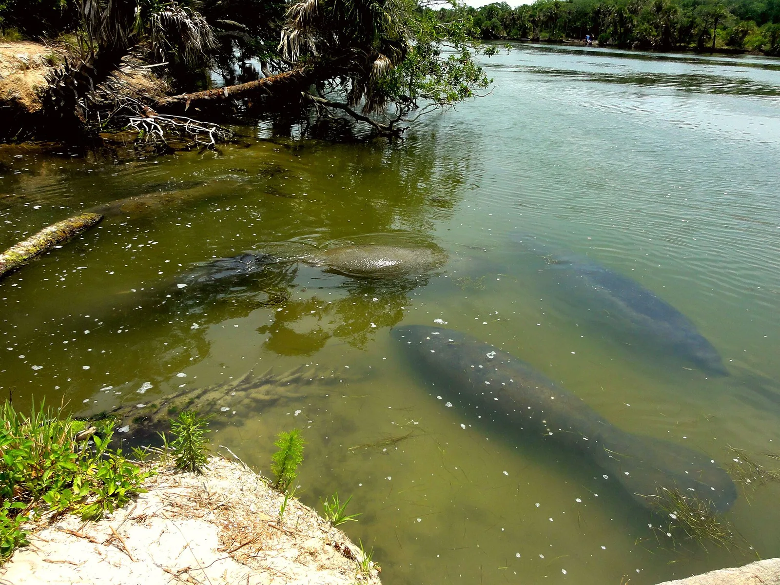 Manatees resting in the shallows near Mims