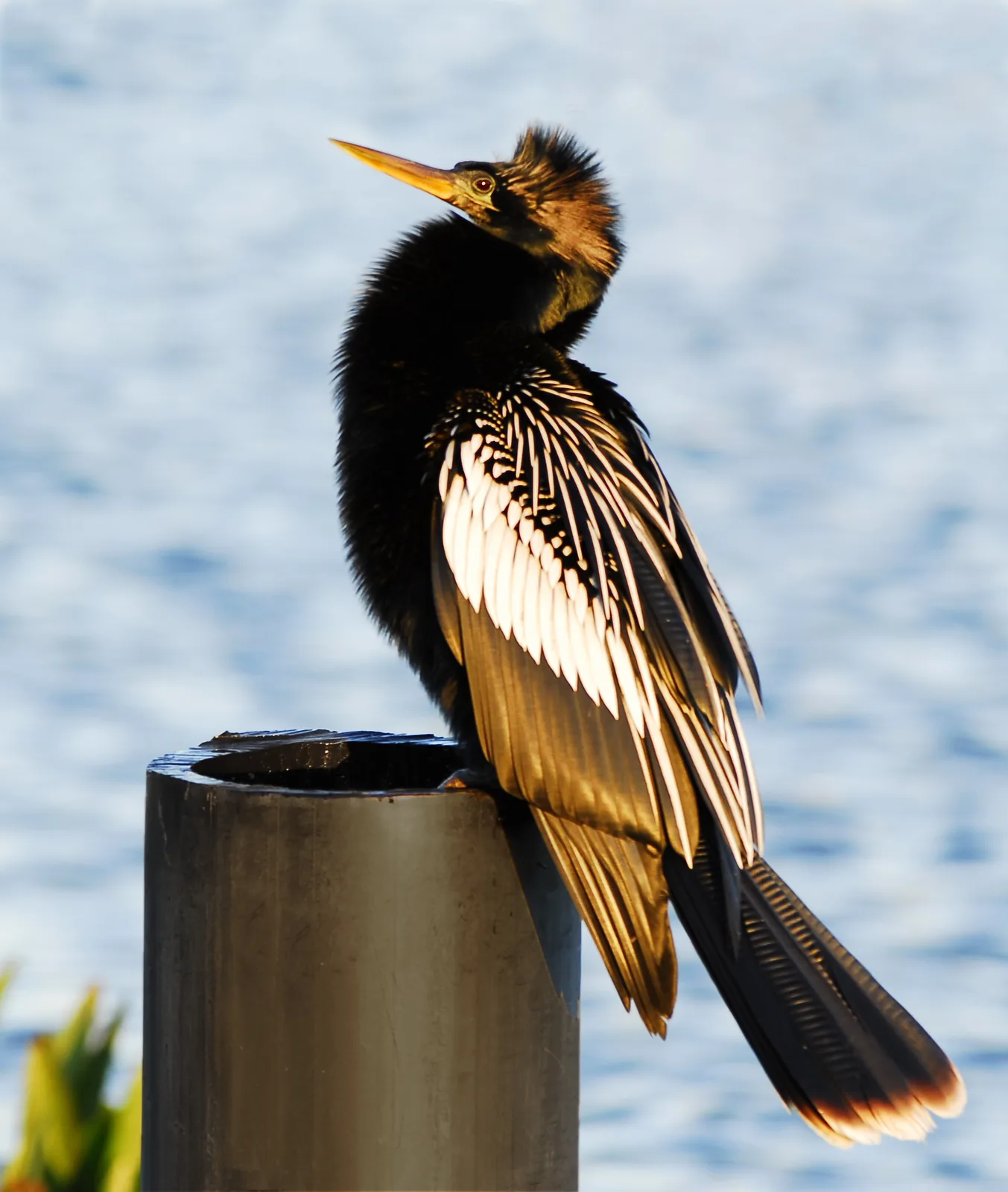 An anhinga drying its wings at sunrise in the Viera Wetlands