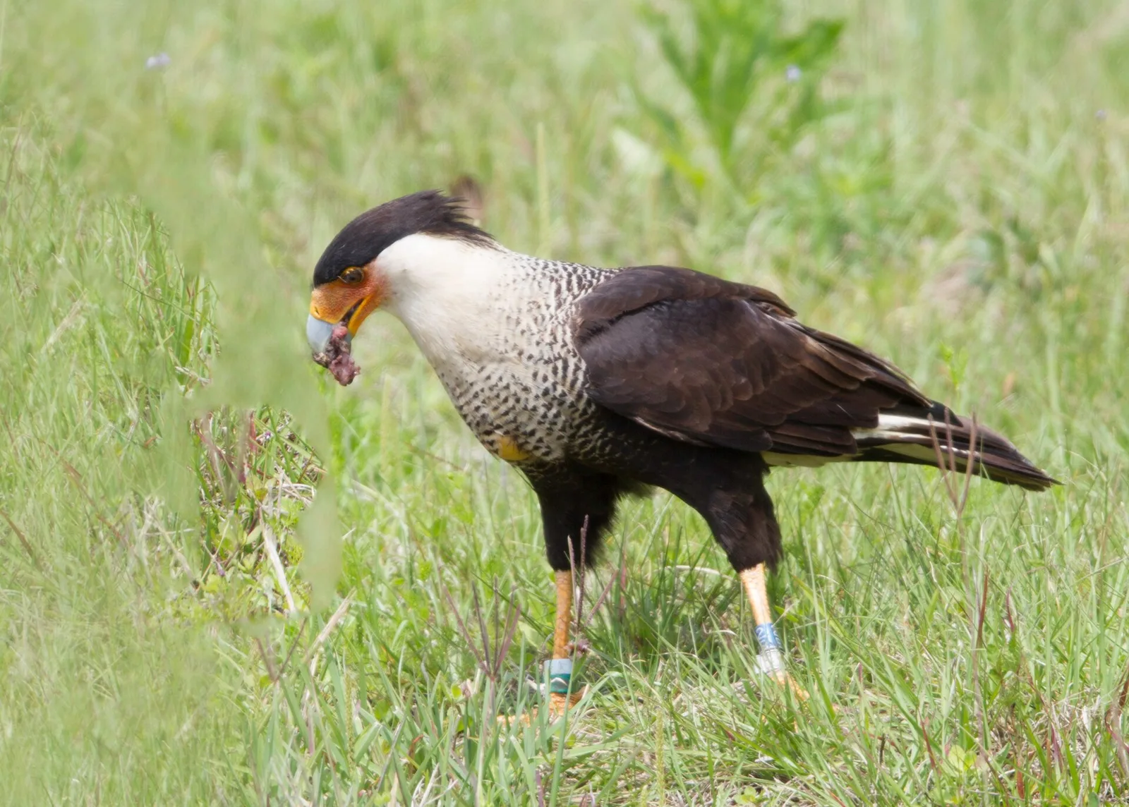 A crested caracara in the grass at the Viera Wetlands