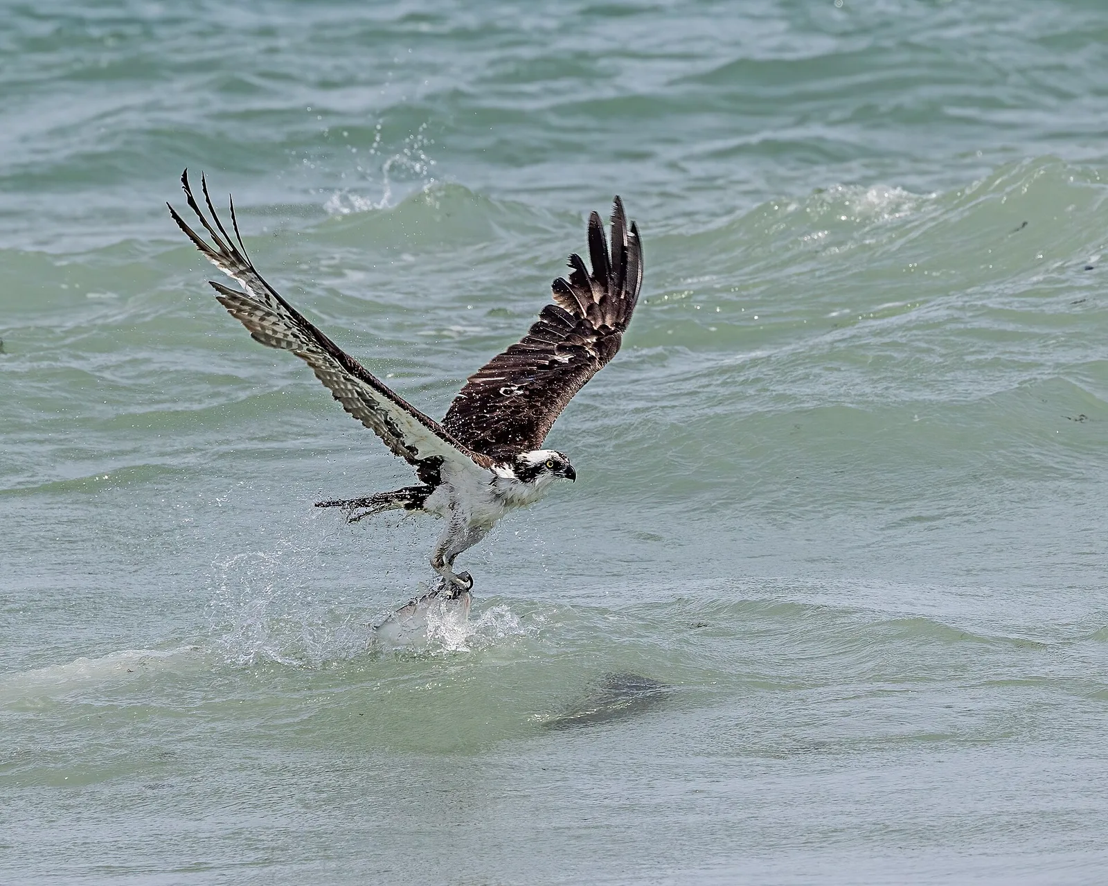 An osprey lifting a fish from the surf near Sebastian Inlet